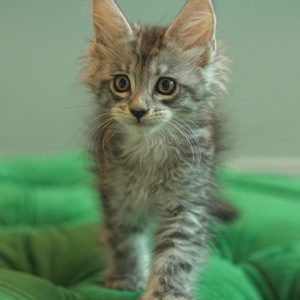 British Shorthair - Image 2