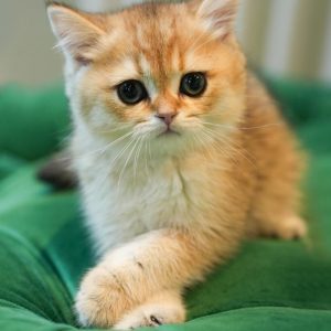 Milo – British Shorthair (NY12)