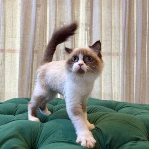 Snowy – Ragdoll Cat