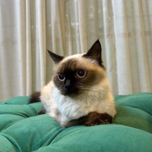 Sienna – Siamese Cat