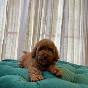 Janny – Toy Poodle - Image 4