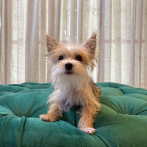 Daisy – Teacup Yorkshire Terrier
