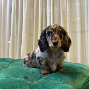 Fergie – Dachshund