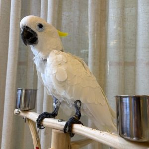 Angel – Cockatoo
