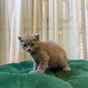 Oliver – Scottish Fold Age: