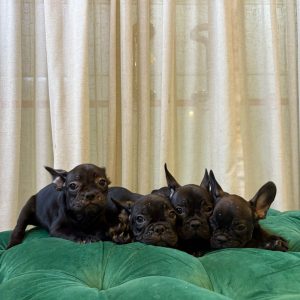 French Bulldog Puppies - Image 2