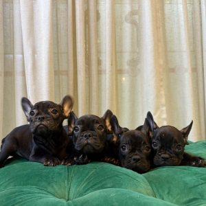 French Bulldog Puppies - Image 3
