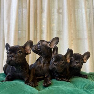 French Bulldog Puppies