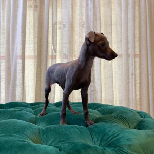 Kasper & Kansas – Italian Greyhounds - Image 3