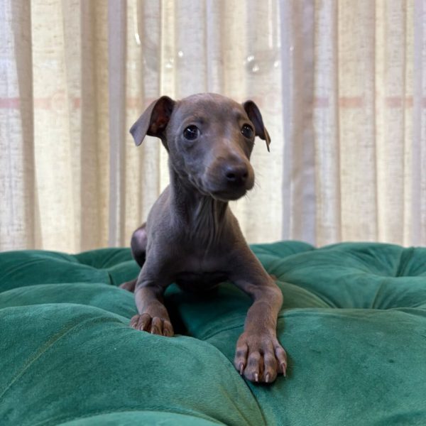 Kasper & Kansas – Italian Greyhounds