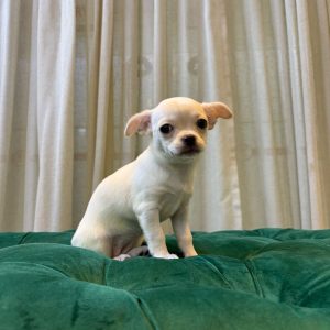 Willow – White Chihuahua - Image 4