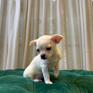 Willow – White Chihuahua - Image 3