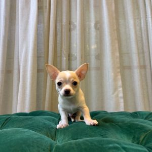 Milo – Cream Chihuahua - Image 5