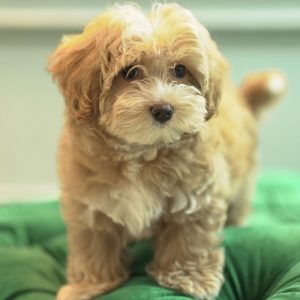Amor – Maltipoo