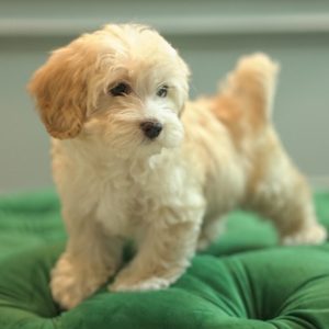 Ares – Maltipoo