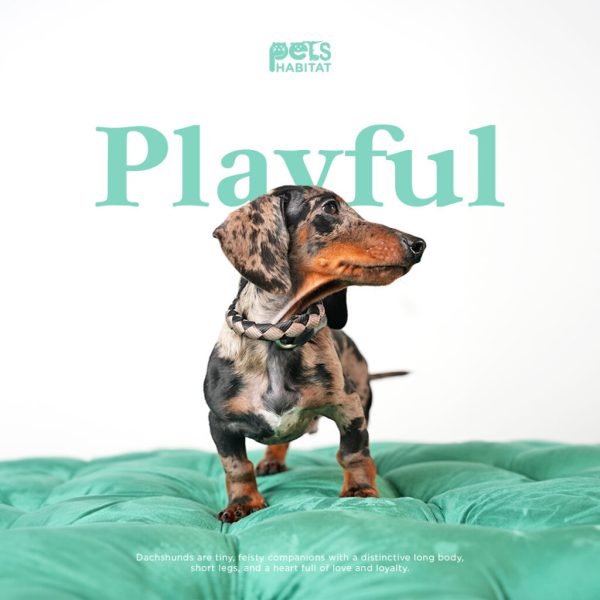 Monty – Mini Dachshund