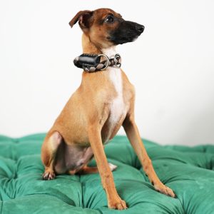 Zevi – Italian Greyhound