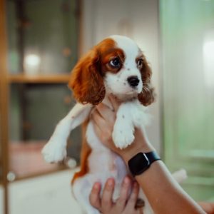 King Charles Cavalier