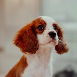 Cavalier King Charles Puppy