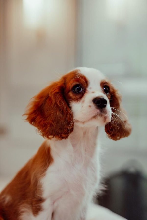 Cavalier King Charles Puppy