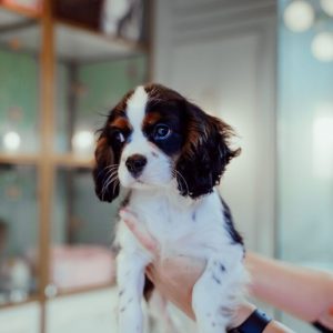 King Charles Cavalier