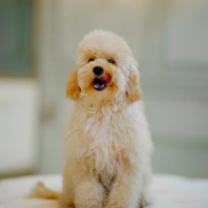 Maltipoo Puppy