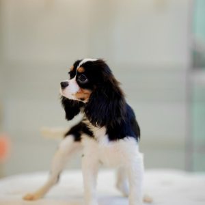 Male Tricolor King Charles Cavalier