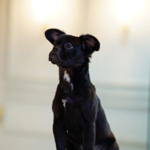Long-haired Female French Bulldog