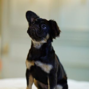 Black Tan Long-Haired Female Frenchie