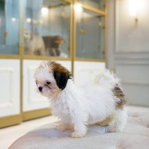 Shih Tzu Female