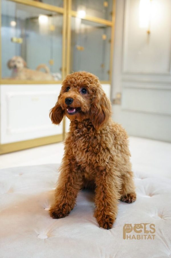 Cavapoo Female