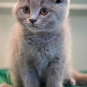 Scottish Fold Male