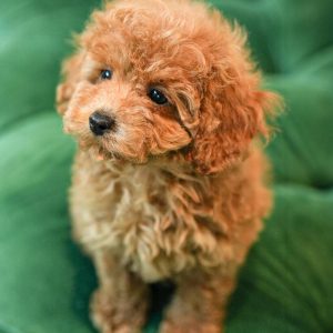 Ruby – Red Toy Poodle