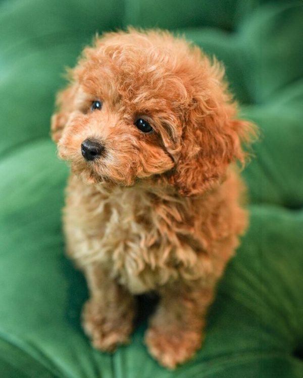 Ruby – Red Toy Poodle