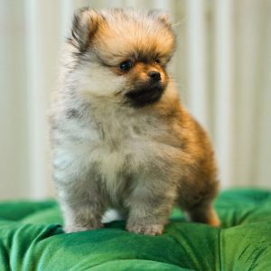 Charlie – Pomeranian