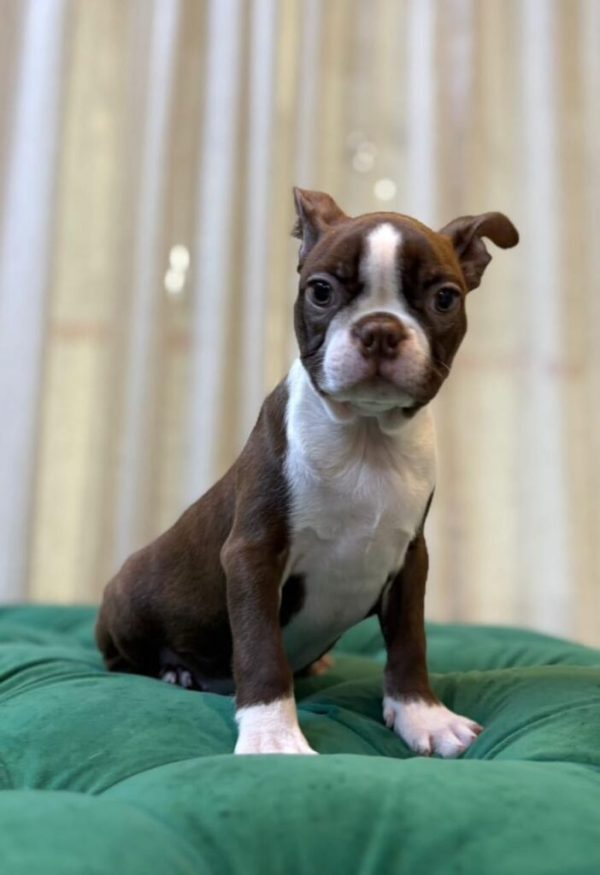 Archie – Boston Terrier