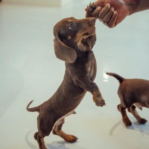 Mini Dachshund Puppy