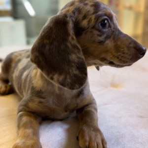Mini Dachshund Merle